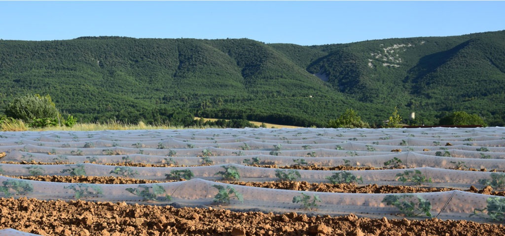 melon de cavaillon