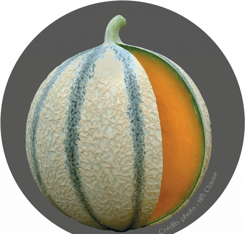 Melon de Cavaillon